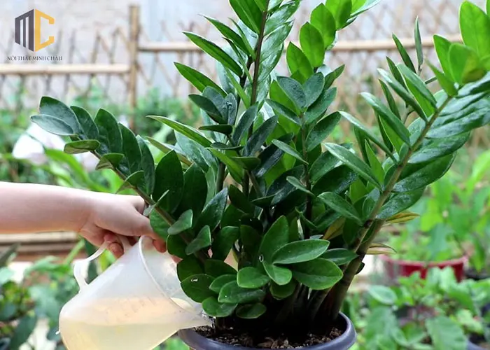 cách chăm sóc cây kim tiền tránh vàng lá