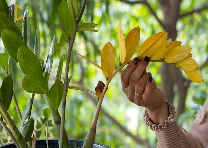 cây kim tiền bị vàng lá
