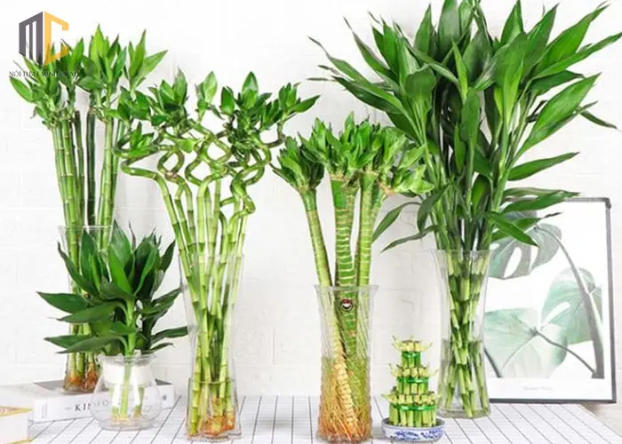cây phát lộc để bàn thờ